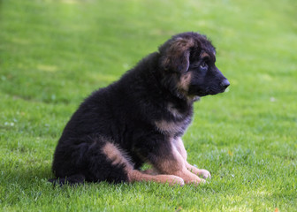 German shepherd puppy dog