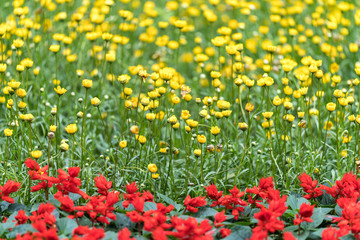 Small yellow and red flowers