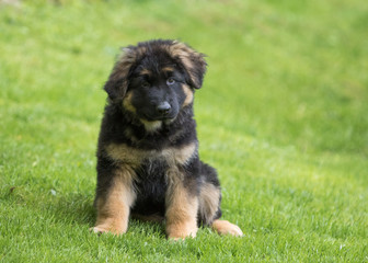 German shepherd puppy dog