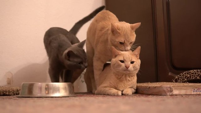 Three cats gay love