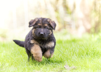 German shepherd puppy dog