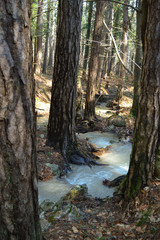 A mountain fast stream flows between pine trees. Pine trees are half buried in the shade, and the tops illuminates