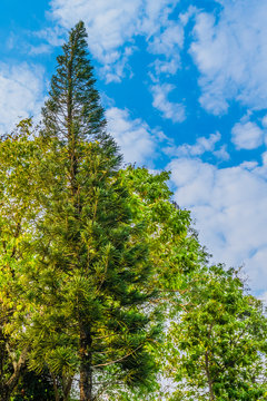 Pine trees and beautiful blue sky.