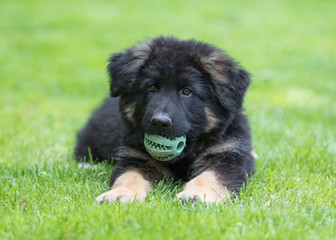 German shepherd puppy dog