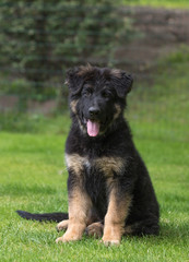Naklejka na ściany i meble German shepherd puppy dog