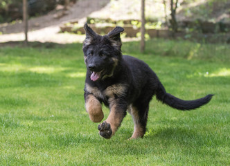 German shepherd puppy dog