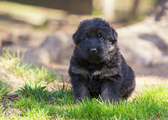 German shepherd puppy dog