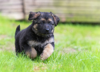 German shepherd puppy dog