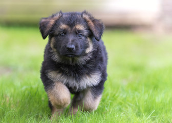 German shepherd puppy dog