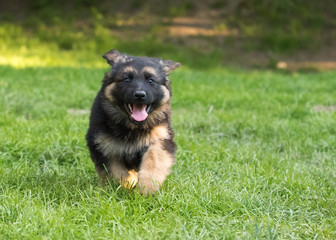 German shepherd puppy dog
