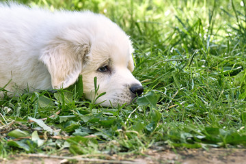 Puppy of the pyrenean mountain dog lying on the green grass