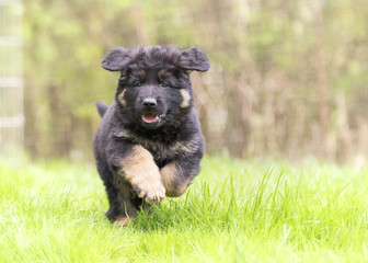 German shepherd puppy dog