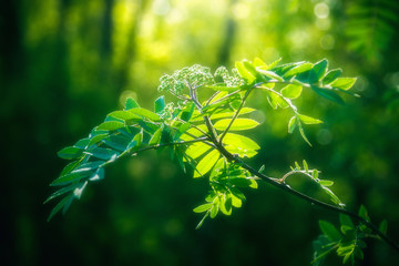 Beautiful green fresh leaves on plant in spring season. Nature leaf foliage background