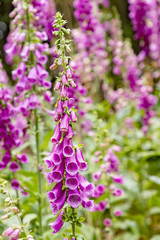 Obraz premium nice flower called foxglove, thimble in the forest