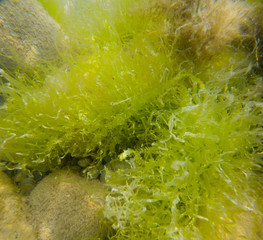 seaweed under water