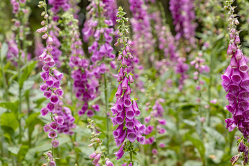 nice flower called foxglove, thimble in the forest