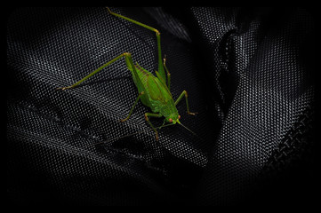 Mein Freund der Grassh&uuml;pfer