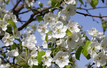 White pear flowers in full bloom