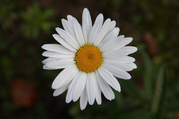 Obraz premium Garden chamomile. Large flowers.