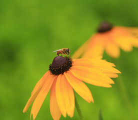 Yellow chrysanthemum, in the garden
