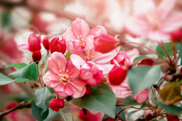 Pink flowers blossom on tree. Nature floral background