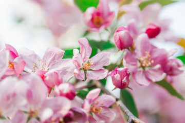 Fototapeta premium Pink flowers blossom on tree. Nature beautiful floral pastel background
