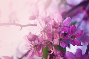 Pink flowers blossom on tree