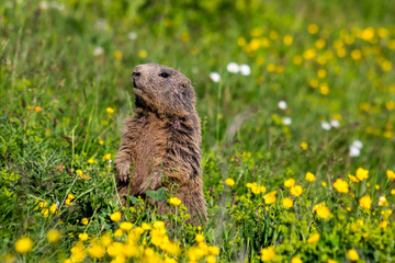 Alpine marmot (groundhog) standing in sentinel upright on a meadow.