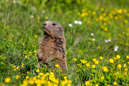 Alpine marmot (groundhog) standing in sentinel upright on a meadow.
