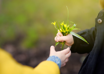 Little boy gives a small bouquet of yellow wild flowers to a girl