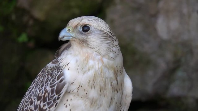 Portrait of Laggar Falcon Bird (Falco jugger)