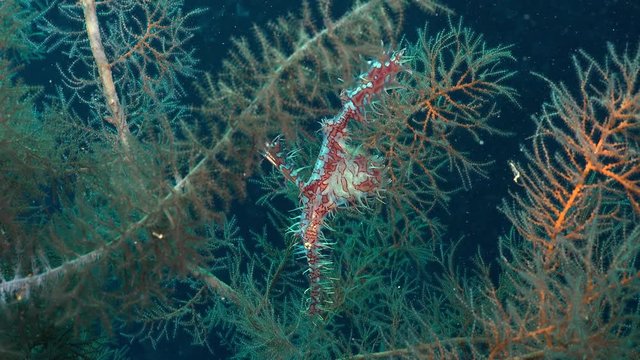 ornate ghost pipefish close up shot - Solenostomus paradoxus, Red Sea