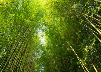 Fototapeta na wymiar Bamboo forest or bamboo grove and sun light background