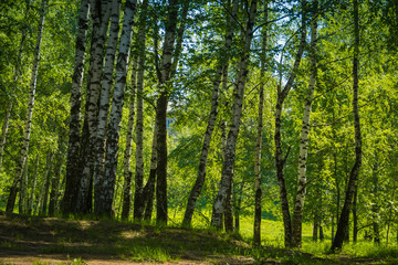 Fototapeta na wymiar Green trees in summer park