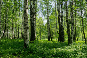 Green trees in summer park