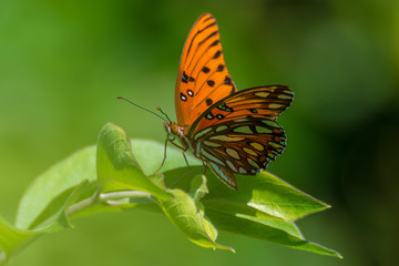 Butterfly on leaf