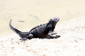 tierwelt von galapagos