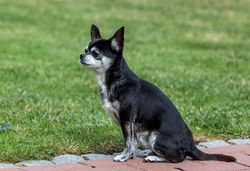 black and white chihuahua in the garden