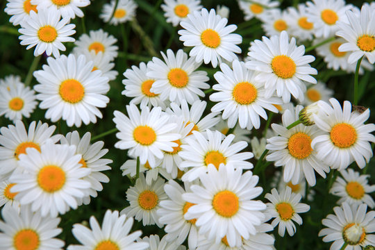Fototapeta Macro shot of big daisies.