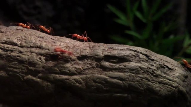 Ants working in unity