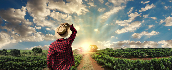 Farmer working on coffee field at sunset outdoor  - obrazy, fototapety, plakaty
