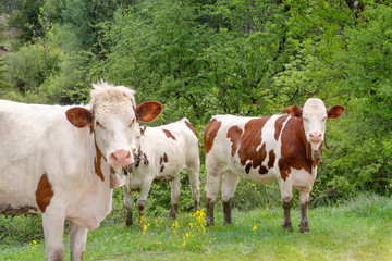 Fototapeta na wymiar French landscape - Jura. Herd of cows on a pasture.