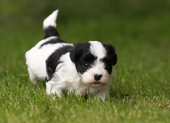 Havanese puppy dog