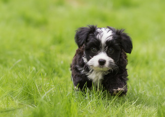 Havanese puppy dog