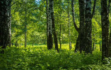 Fototapeta premium Green trees in summer park