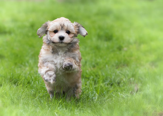 Havanese puppy dog