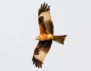 Awesome bird of prey in flight