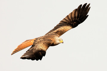 Awesome bird of prey in flight