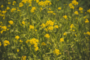 Inflorescence of Yellow flowers