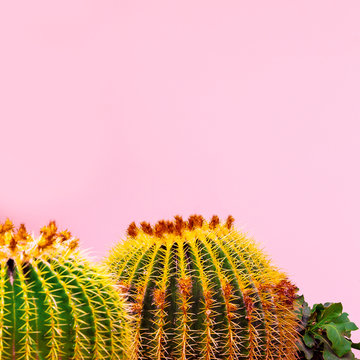Cactus on pink. Plants on pink concept. Tropical location